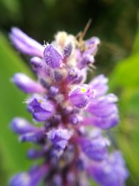 Close-up of purple flowers