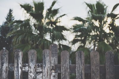 Palm trees against sky