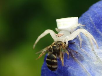 Close-up of insect