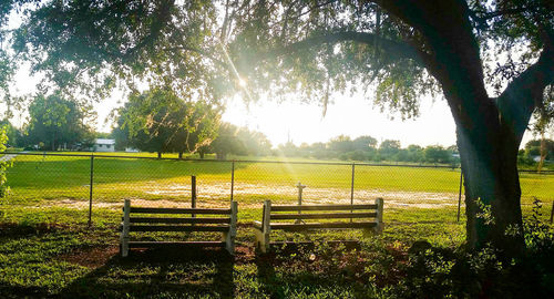 Trees in park