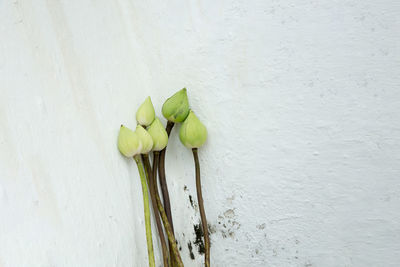 Close-up of plant