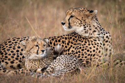 Cheetah with cub sitting in forest