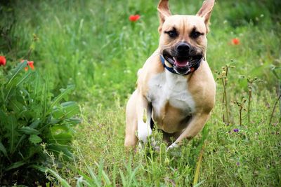 Portrait of dog running on grass