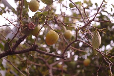 Close-up of fruit growing on tree