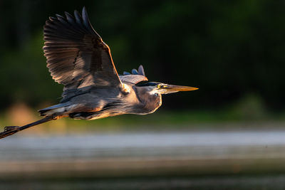 Side view of a bird flying