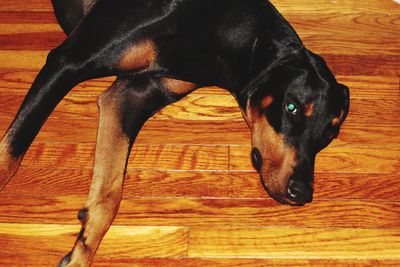 High angle view of dog on hardwood floor