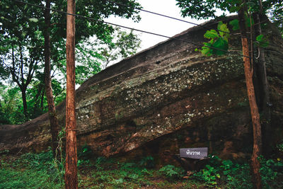 Low angle view of trees and plants in forest
