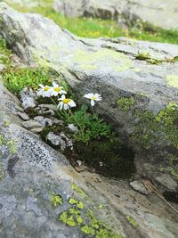 Close-up of moss growing on plant