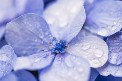 Close-up of purple flowering plant