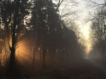 Sunlight streaming through trees in forest