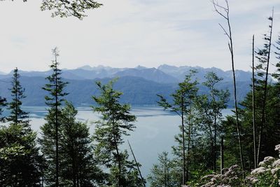 Pine trees in forest against sky