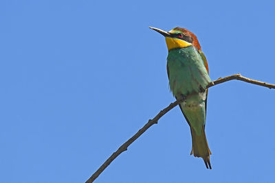 Low angle view of bird perching on tree against sky