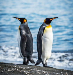 View of penguins on sea shore