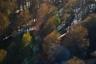 Trees in forest during autumn