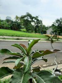 Close-up of fresh green leaves on plant against sky