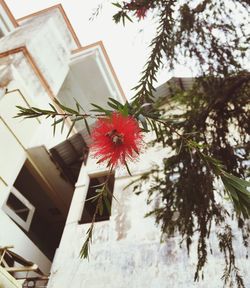 Low angle view of flower tree against house