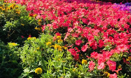 Red flowers blooming outdoors