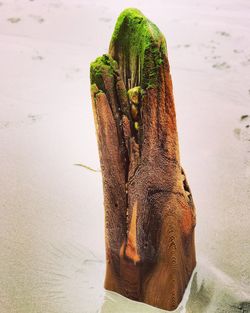 Close-up of lizard in sea