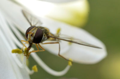 Close-up of insect