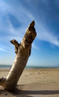 Driftwood on sand at beach against sky