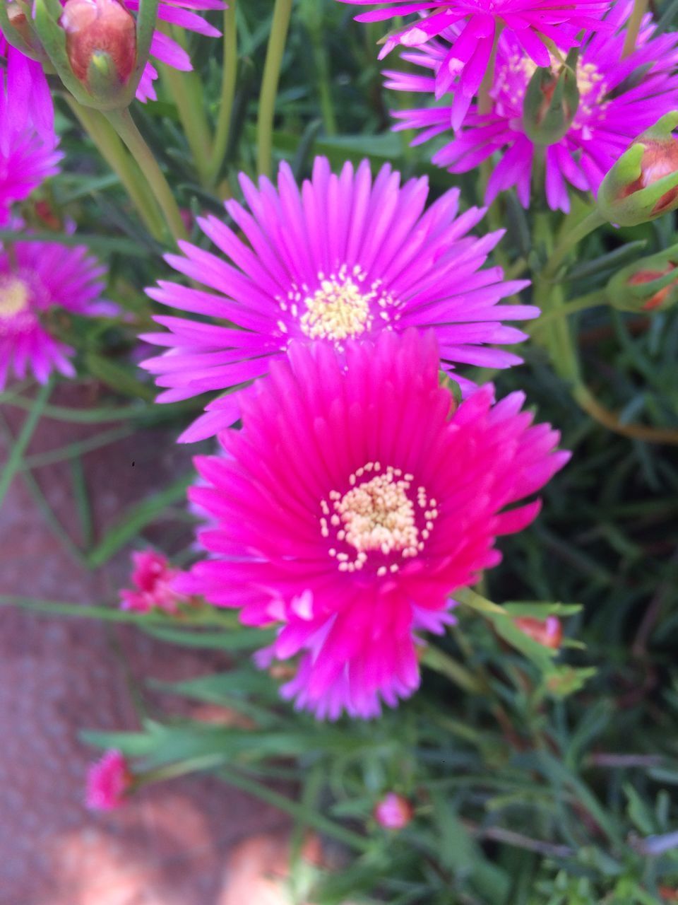 CLOSE-UP OF PINK FLOWER