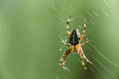 Close-up of spider on web