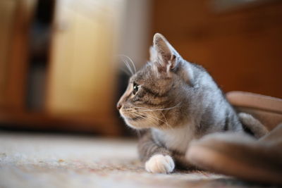 Close-up of cat sitting