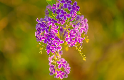 Close-up of purple flowering plant