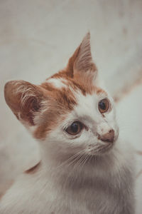 Close-up of a cat looking away