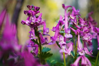 Close-up of purple flowering plants