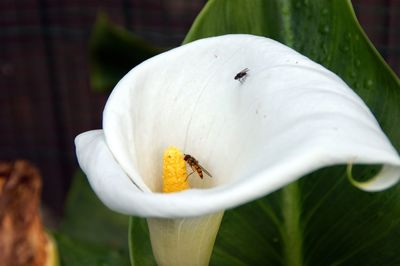 Close-up of white flower