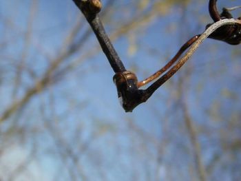 Close-up of twigs