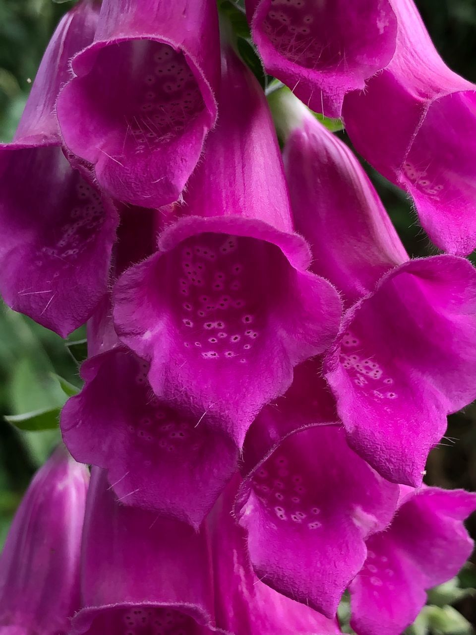 CLOSE-UP OF PINK ROSES