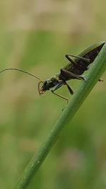 Close-up of insect on plant