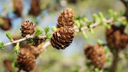 Close-up of pine cone on plant