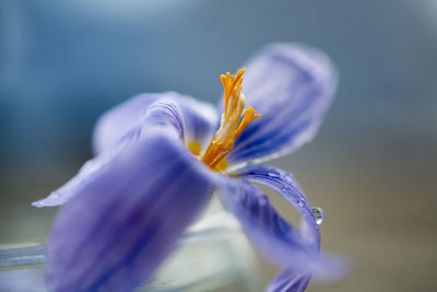 Close-up of purple flower head crocus
