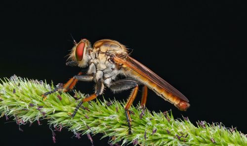 Close-up of insect over black background