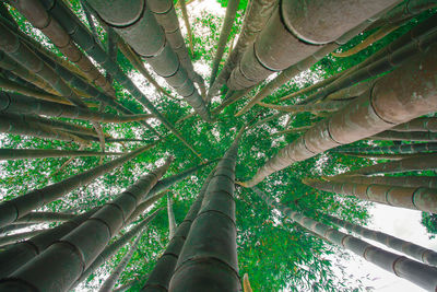 Low angle view of bamboo trees