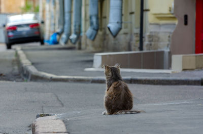 Cat sitting on road