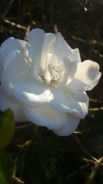 Close-up of white flower