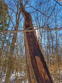 Low angle view of lizard on tree against sky