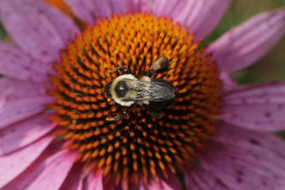 Close-up of bee on flower