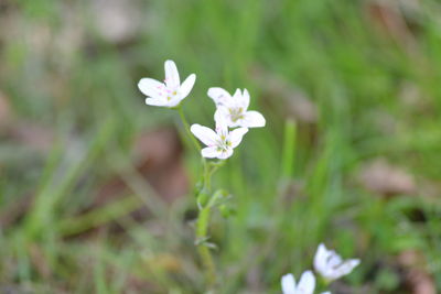 Close-up of white crocus blooming outdoors