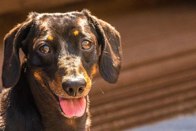 Close-up portrait of a dog