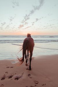Horse going towards sea