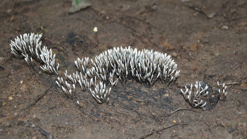 High angle view of crab on land