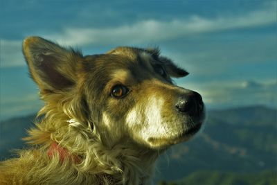 Close-up of a dog looking away