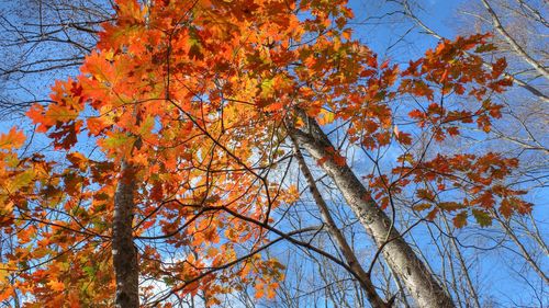 Low angle view of maple tree against blue sky