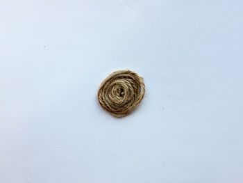 High angle view of shell on white background