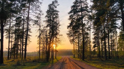 Dirt road amidst trees in forest against sky